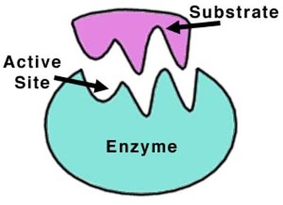 Active site and substrate interaction