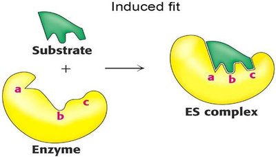 Induced fit model of enzyme action