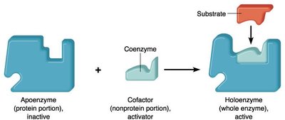 Apoenzyme, cofactor, and holoenzyme formation