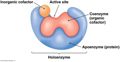 Holoenzyme structure with cofactors and coenzymes