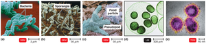 Micrographs of bacteria, fungi, protozoa, algae, and viruses