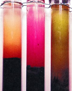 Winogradsky columns showing microbial gradients