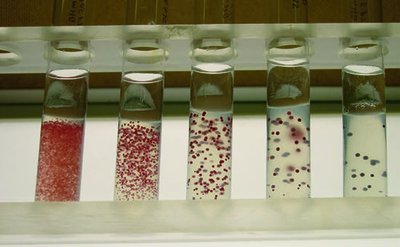 Streak plate showing isolated colonies