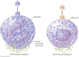 Diagram showing stimulation of inflammation by complement