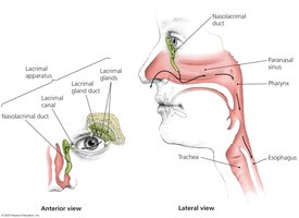Diagram of the lacrimal apparatus and its connection to the nasal cavity