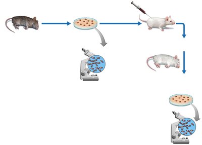 Diagram of Koch's postulates experimental process