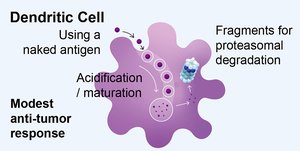 Dendritic cell antigen processing