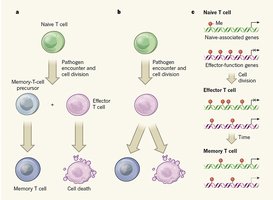 Memory T cell formation and differentiation