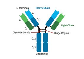 Hinge region in antibody structure