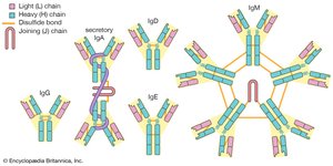 IgG antibody structure