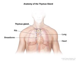 Anatomy of the thymus gland