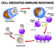 Cell-mediated immune response diagram