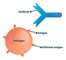 Antibody binding to antigen on pathogen