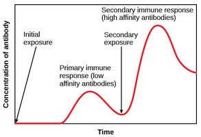 Antibody concentration over time: primary and secondary response