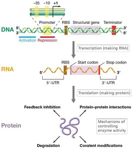 Diagram showing regulation at DNA, RNA, and protein levels
