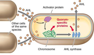 Quorum sensing and virulence