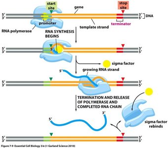 Transcription initiation and termination diagram