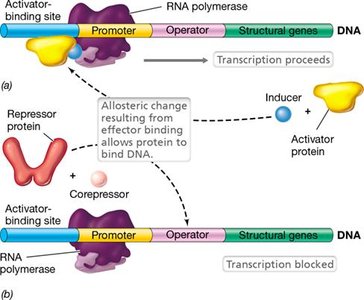 Allosteric regulation of transcription by activators and repressors