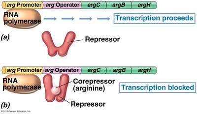 Arginine operon repression mechanism