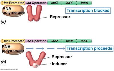 Lac operon induction mechanism