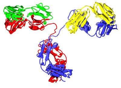Antibody structure diagram