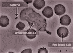 Phagocytosis of bacteria by white blood cell