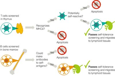 Self-Tolerance Screening