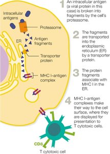 MHC I Antigen Presentation