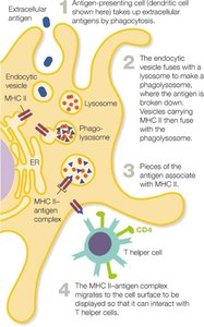 MHC II Antigen Presentation