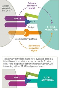 T Cell Activation Signals