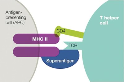 Superantigen Activation