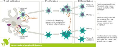 T Cell Proliferation and Differentiation
