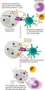 T Cytotoxic Cell Antigen Elimination