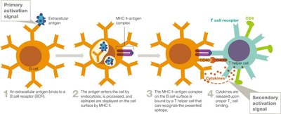 B Cell Activation Pathways