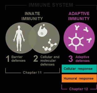 Innate vs Adaptive Immunity