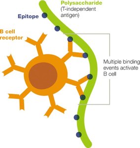 T-independent B Cell Activation
