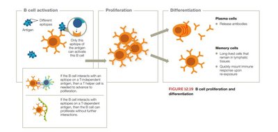 B Cell Proliferation and Differentiation
