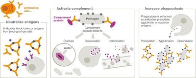 Antibody Functions