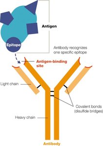 Antibody Structure