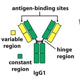 IgG Structure