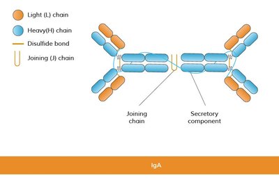 IgA Structure