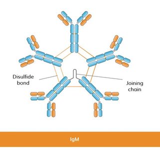 IgM Structure
