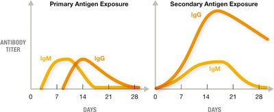 Primary vs Secondary Antibody Response