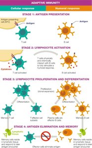 Stages of Adaptive Immunity