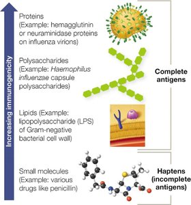 Immunogenicity of Antigens