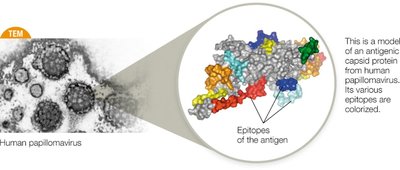 Epitopes of Antigen