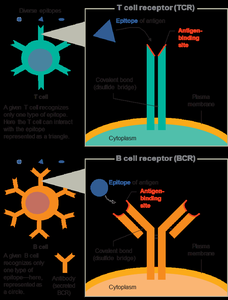 TCR and BCR Structure