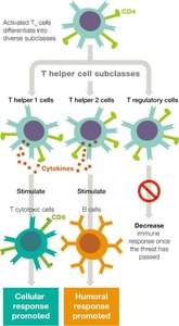 T Helper Cell Subclasses