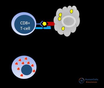 CD8+ T Cell Action