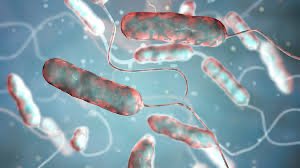 Legionella pneumophila with flagella